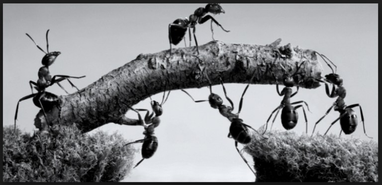 Mere end et konsulenthus, myrer flittighed, stå sammen
